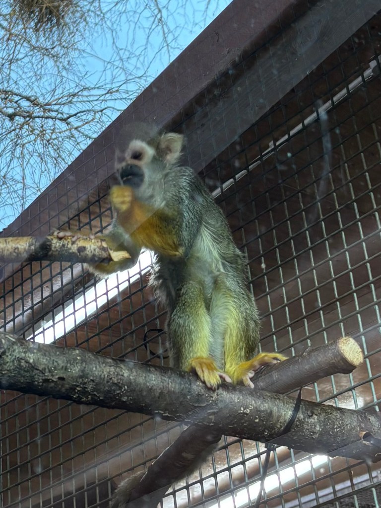 Monkey at Monkey World