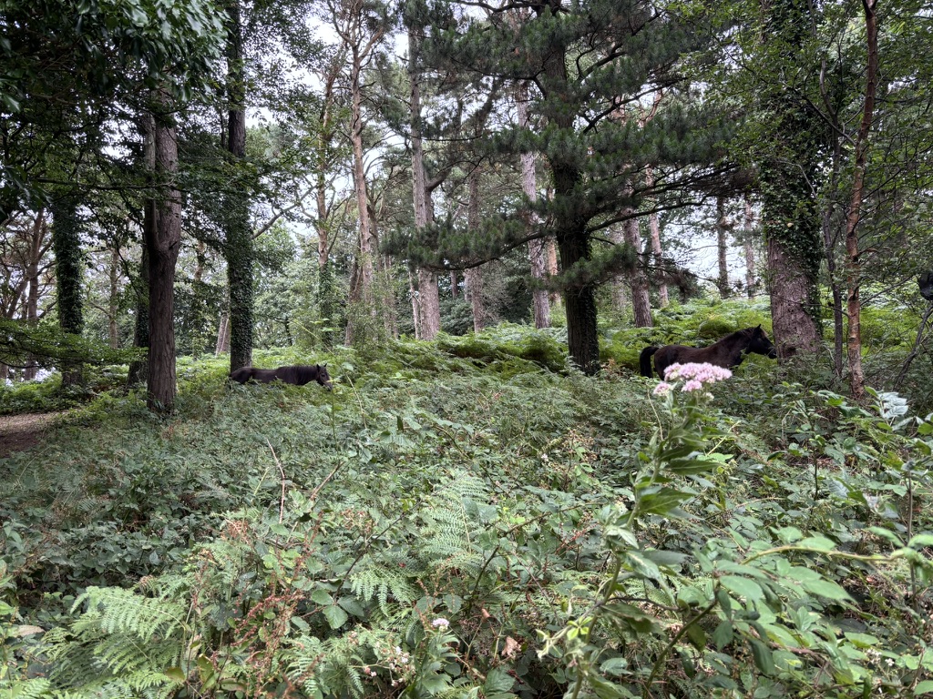 South West Coast Path - Exmoor