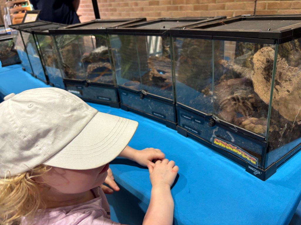 Charlotte the Spider at Littledown Family Fun Day